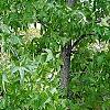 Cotoneaster divaricatus, habit