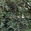 Cotoneaster divaricatus, habit