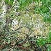 Cotoneaster divaricatus, habit