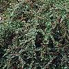 Cotoneaster divaricatus, habit