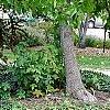 Cotoneaster divaricatus, habit