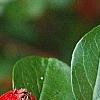 Cotoneaster divaricatus, fruit