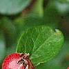 Cotoneaster divaricatus, fruit