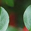 Cotoneaster divaricatus, fruit