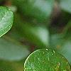 Cotoneaster divaricatus, fruit