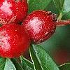 Cotoneaster divaricatus, fruit