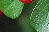 Cotoneaster divaricatus, fruit