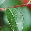 Cotoneaster divaricatus, fruit