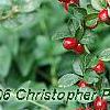 Cotoneaster divaricatus, fruit