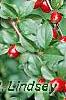 Cotoneaster divaricatus, fruit