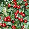 Cotoneaster divaricatus, fruit