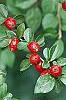 Cotoneaster divaricatus, fruit