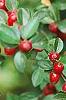 Cotoneaster divaricatus, fruit