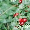 Cotoneaster divaricatus, fruit