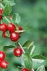 Cotoneaster divaricatus, fruit