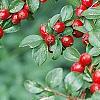 Cotoneaster divaricatus, fruit