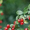 Cotoneaster divaricatus, fruit