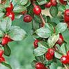 Cotoneaster divaricatus, fruit