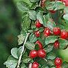 Cotoneaster divaricatus, fruit