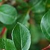 Cotoneaster divaricatus, fruit