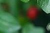 Cotoneaster divaricatus, fruit