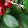 Cotoneaster divaricatus, fruit