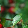 Cotoneaster divaricatus, fruit