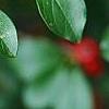 Cotoneaster divaricatus, fruit