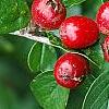 Cotoneaster divaricatus, fruit
