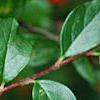 Cotoneaster divaricatus, fruit