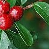 Cotoneaster divaricatus, fruit