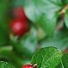 Cotoneaster divaricatus, fruit