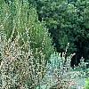 Cotoneaster franchetti var. sternianus, habit