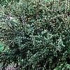 Cotoneaster franchetti var. sternianus, habit