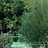 Cotoneaster franchetti var. sternianus, habit