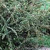 Cotoneaster franchetti var. sternianus, habit