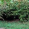 Cotoneaster franchetti var. sternianus, habit