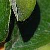 Cotoneaster franchetti var. sternianus, fruit
