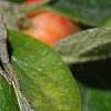 Cotoneaster franchetti var. sternianus, fruit