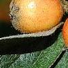 Cotoneaster franchetti var. sternianus, fruit