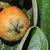 Cotoneaster franchetti var. sternianus, fruit