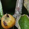 Cotoneaster franchetti var. sternianus, fruit