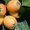 Cotoneaster franchetti var. sternianus, fruit