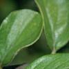 Cotoneaster franchetti var. sternianus, fruit