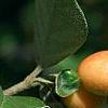 Cotoneaster franchetti var. sternianus, fruit