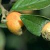 Cotoneaster franchetti var. sternianus, fruit