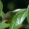 Cotoneaster franchetti var. sternianus, fruit