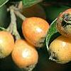 Cotoneaster franchetti var. sternianus, fruit