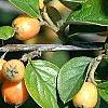 Cotoneaster franchetti var. sternianus, fruit