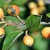 Cotoneaster franchetti var. sternianus, fruit